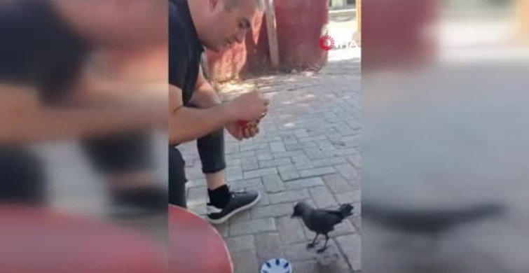 Elazığ'da bir vatandaş, yavru kargayı elleriyle besledi
