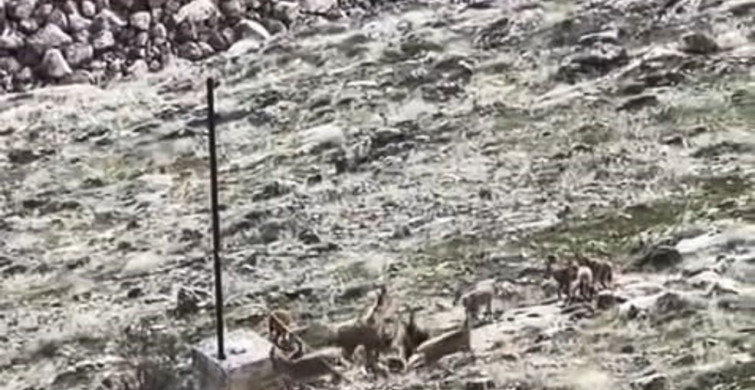 Elazığ'da Dağ Keçileri Sürü Halinde Görüntülendi