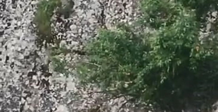 Elazığ'da Dağ Keçileri Tarihi Mahallede Görüntülendi