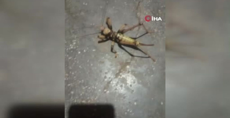 Elazığ'da dev etçil çekirge görüntülendi