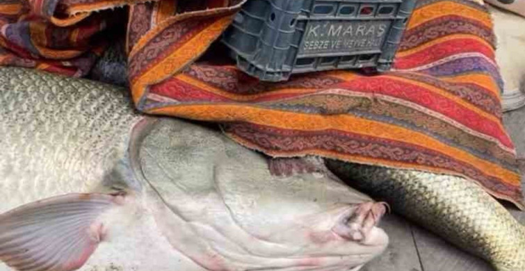 Elazığ'da Dev Turna Balığı İçin Pazarlık Yarışı