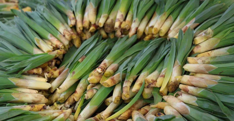 Elazığ’da Doğal Antibiyotik Çiriş Otu Pazar Tezgahlarında
