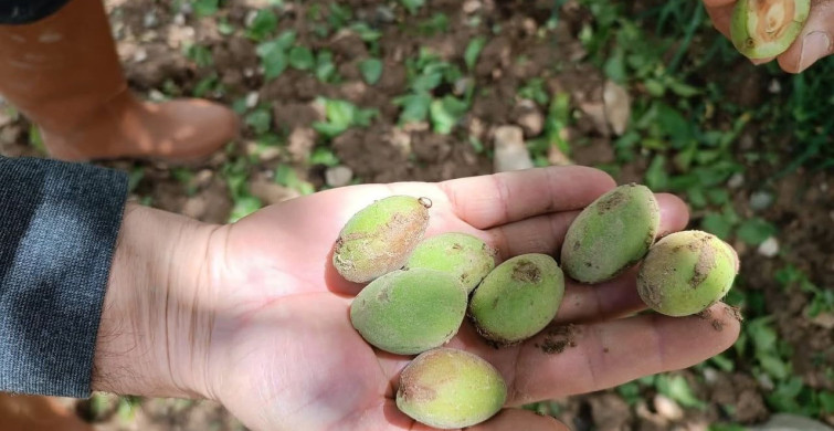 Elazığ'da Dolu Sonrası Tarım Hasar Tespiti