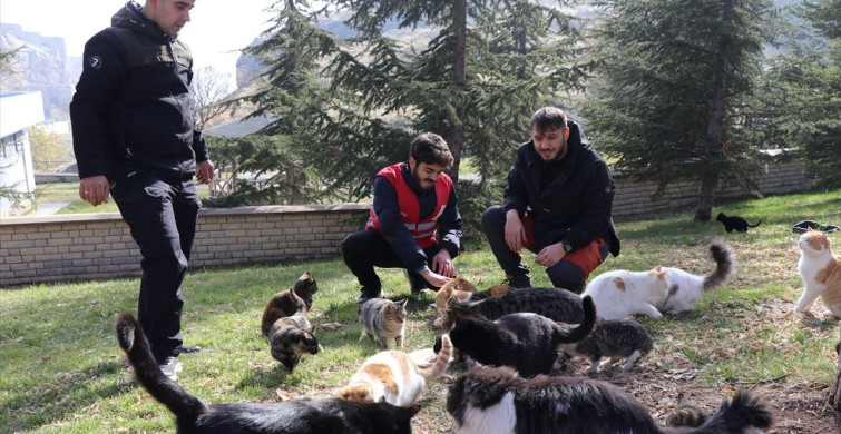 Elazığ'da Gençler Sahipsiz Kedilere Mama Dağıtıyor