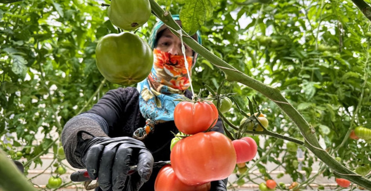 Elazığ'da Güneş Enerjisiyle Desteklenen Tarım Projesi