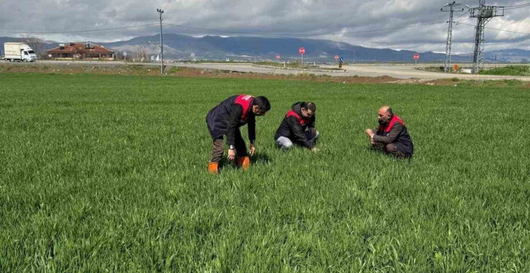 Elazığ'da Hububat Üreticilerine Kök Hastalığı Uyarısı