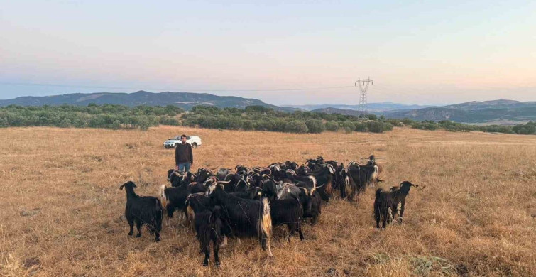 Elazığ'da kaybolan 30 keçi dron destekli çalışmayla bulundu