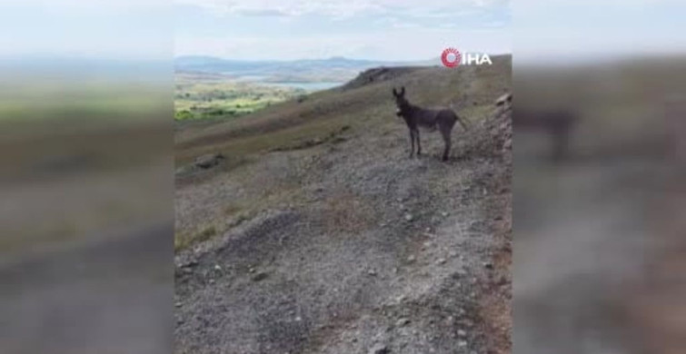 Elazığ’da kaybolan eşek, dron yardımıyla bulundu