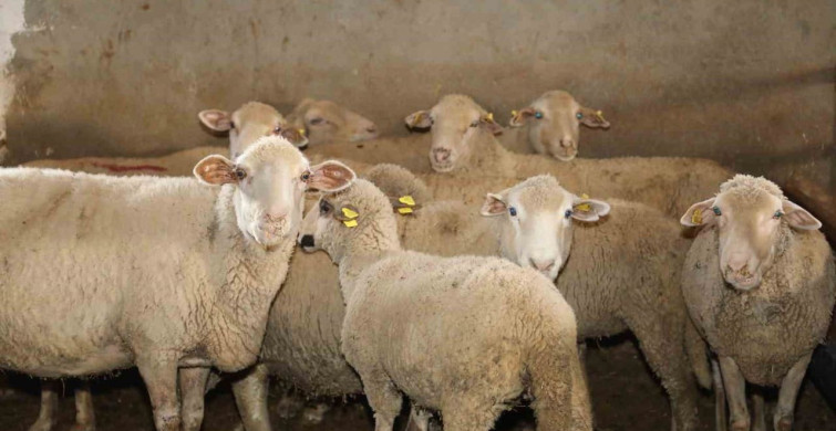 Elazığ'da Kırsalda Bereket Projesi Devam Ediyor