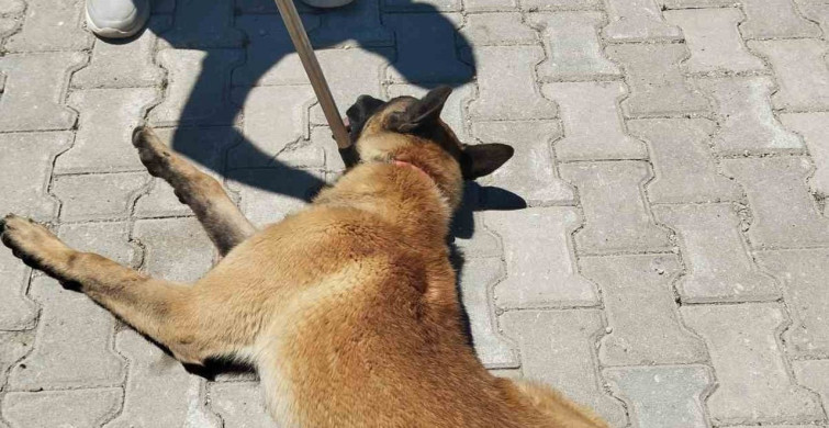 Elazığ'da Köpek Saldırısı: Bir Kadın Yaralandı