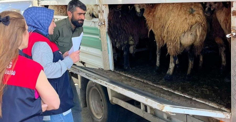 Elazığ'da Kurban Bayramı Öncesi Hayvan Denetimleri