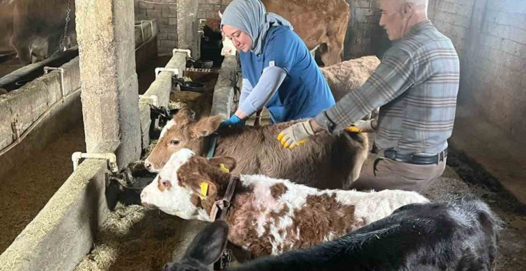 Elazığ'da Şap Aşılama Çalışmaları Devam Ediyor