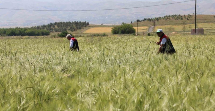 Elazığ'da Süne Nimf Sürveyi ve CBS Çalışmaları Değerlendirildi