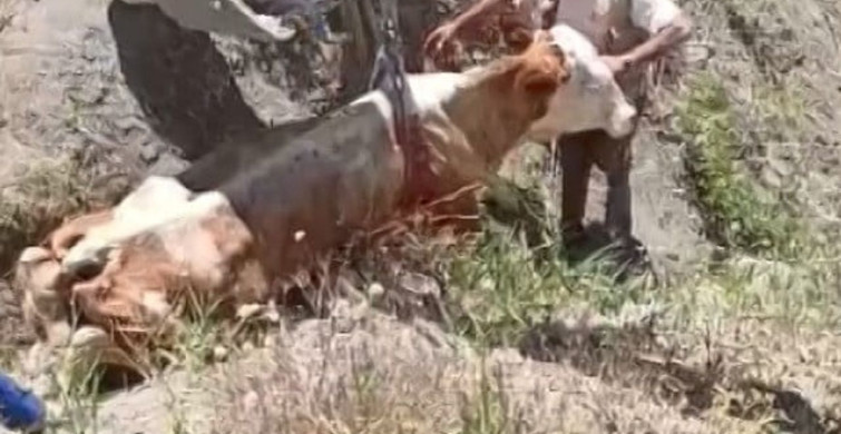 Elazığ'da uçurumdan düşen inek kurtarıldı