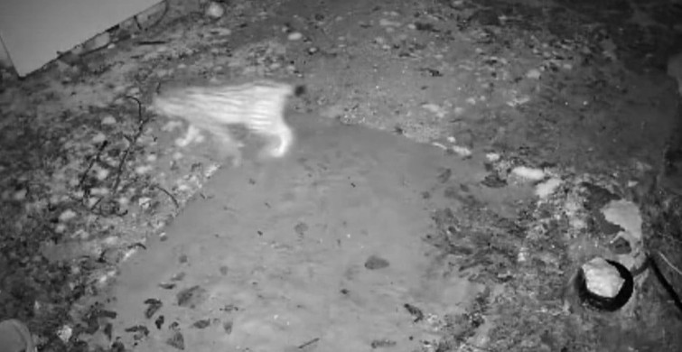 Elazığ'da Vaşak Yiyecek Ararken Güvenlik Kamerasında Görüntülendi