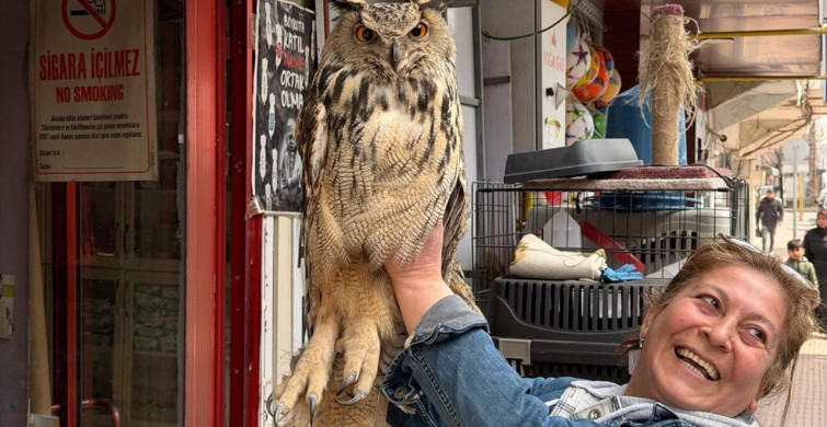 Elazığ'da Yaralı Puhu Kuşu Tedavi Altına Alındı