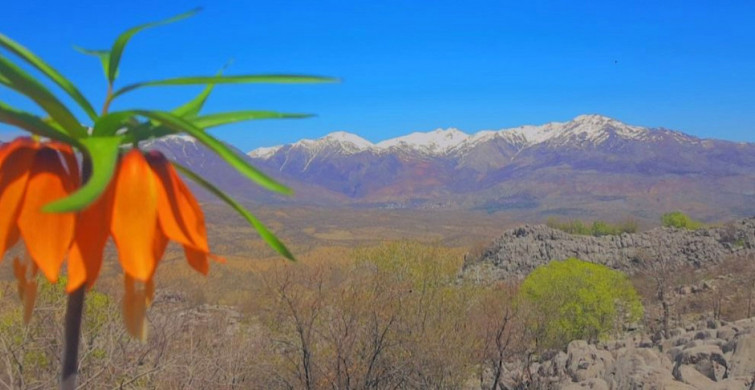 Elazığ'da yetişen ve nesli tükenme tehlikesi olan bu laleleri koparmanın bedeli duyanların ağzını açık bırakıyor!
