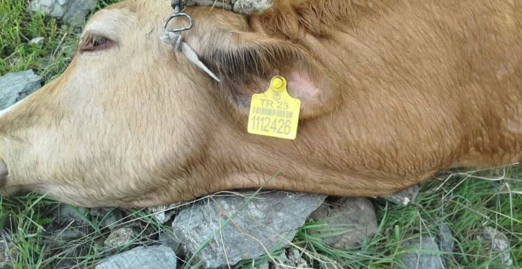 Elazığ'da Yıldırım Çarpması: 5 İnek Telef Oldu