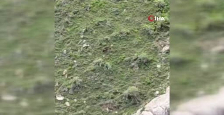 Elazığ'da Yüksek Kesimlerde Koşan Ayı Görüntülendi
