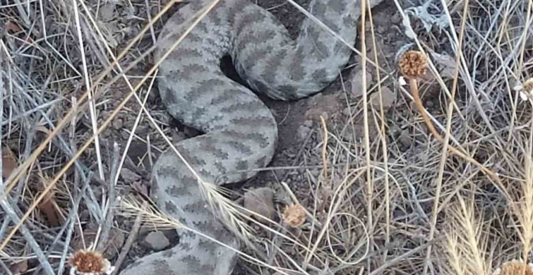 Elazığ'da Zehirli Engerek Yılanı Gördü