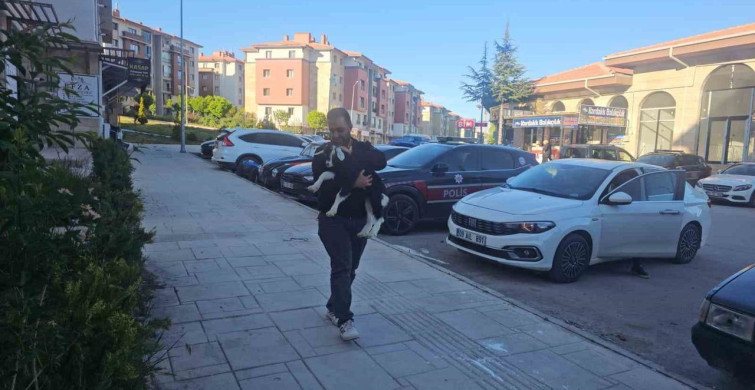 Elazığ'ın Sevimli Maskotu: Zeytin Oğlak