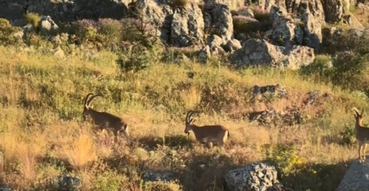 Elazığ'ın tarihi harput mahallesi'nde dağ keçileri görüntülendi