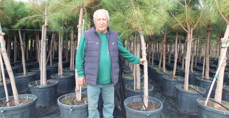Emekli Banka Müdürü Fıstık Çamı Yetiştiricisi Oldu