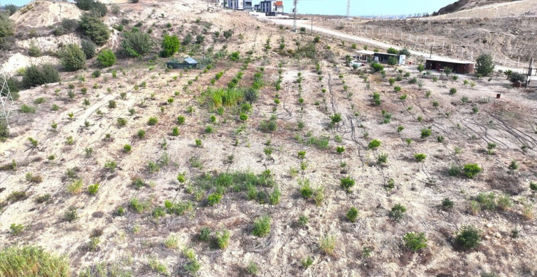 Emekli Mühendisten Doğaya Yeniden Hayat: 156 Dönümlük Arazi Keçiboynuzlarıyla Yeşeriyor