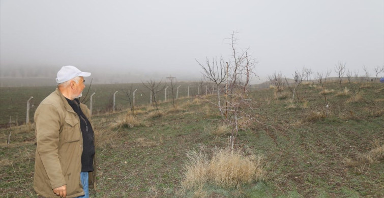 Emekli Öğretmenden Hünnap Üretimi Hamlesi