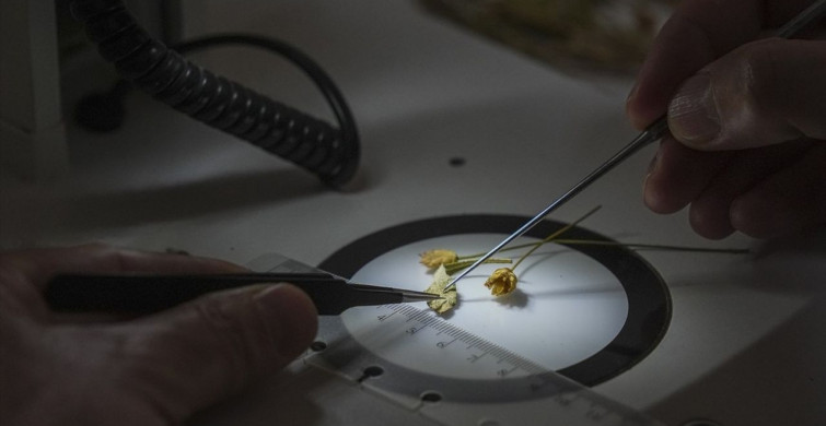 Emekli Öğretmenin Keşfi: Yeni Bitki Türü Çameli Pelemi