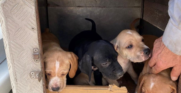 Emet'te Kedi ve Köpeklere Mikroçip Uygulaması Başladı