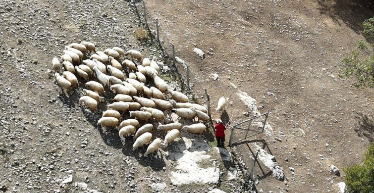 Emine Çalık: Çobanlık ve Servisçilikle Aile Bütçesine Katkı Sağlıyor