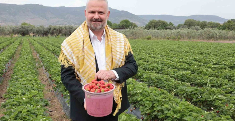 Emiralem Çilek Festivali Başlıyor