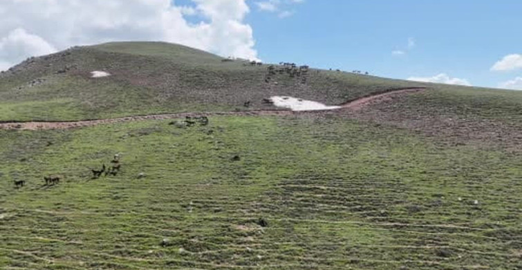 Emirdağları'ndaki Yılkı Atlarının Doğayla Sınavı