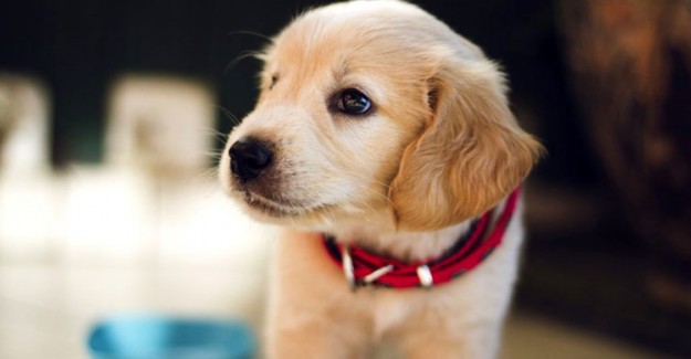 En Çok Kullanılan Köpek İsimleri