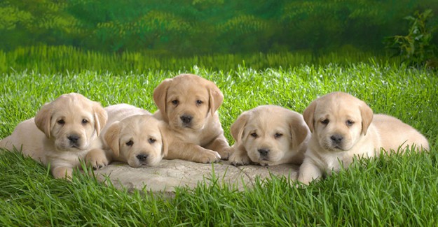 En Ucuz Köpek Türleri
