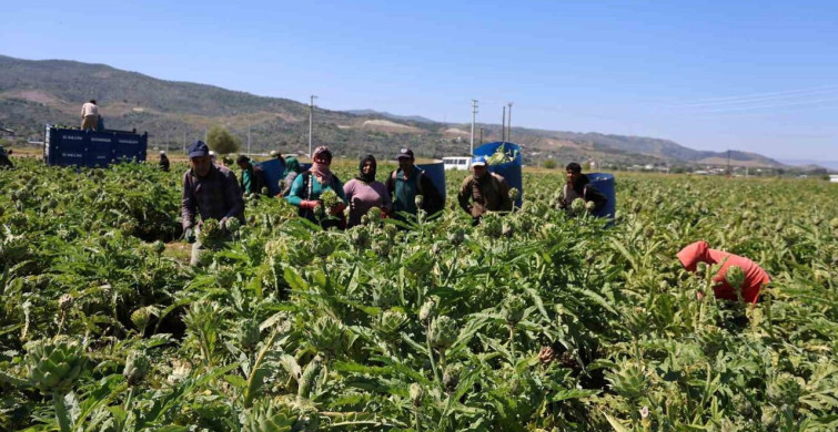 Enginar Soymanın Ustaları: Aydın'ın Çeliktaş Kardeşleri