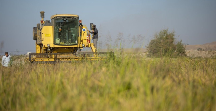 Erbil'in Yerli Pirinci: Lezzet ve Kaliteyle Dolu