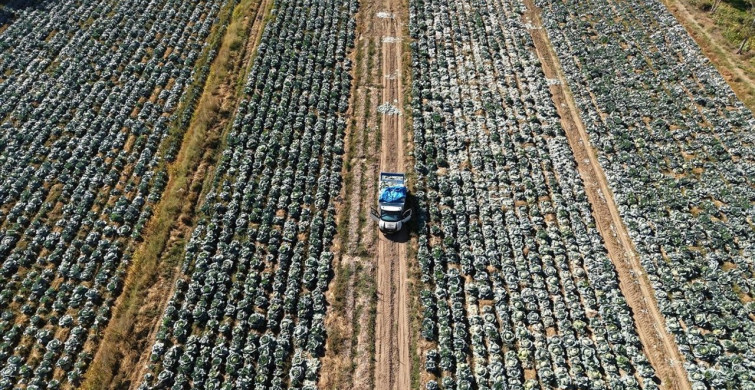 Erciş' Te Ata Tohumuyla Yetiştirilen Lahanaların Hasadı Başladı