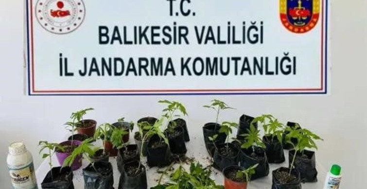 Erdek'te Jandarma Kenevir Operasyonu