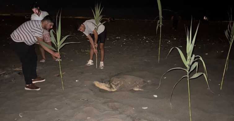 Erdemli sahilinde caretta caretta koruma önlemleri alındı