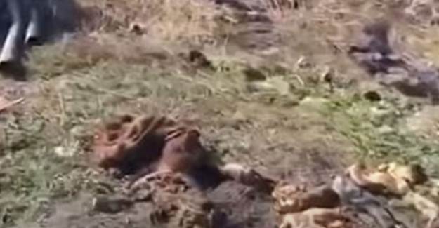 Ermeniler Kelbecer’i Terkederken Hayvanları Katletti