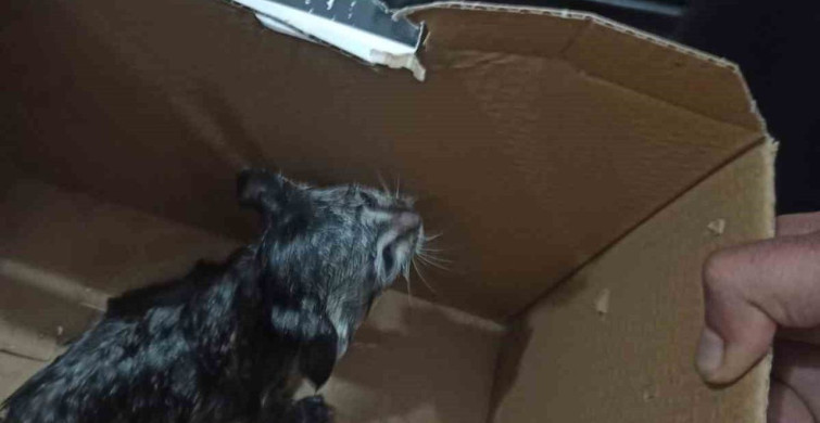 Eruh'ta Lavabo Borusuna Sıkışan Yavru Kedi Kurtarıldı