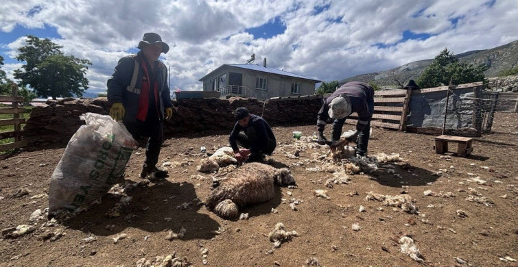 Erzincan Yaylalarında Kırkım Çalışmaları Devam Ediyor