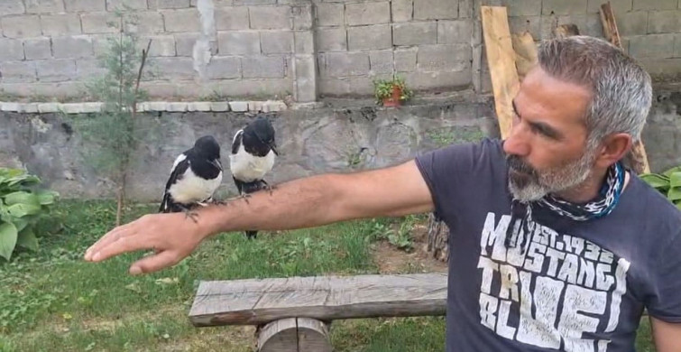 Erzincan'da ağaçtan düşen yavru kuşlara sahip çıkılıyor