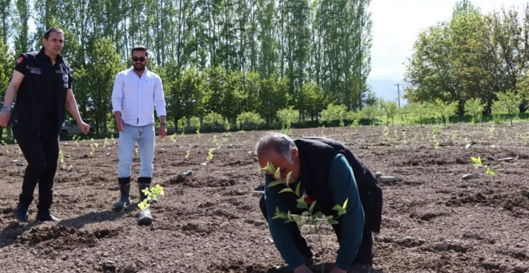 Erzincan'da Aronya Çeşitleri Üzerine Yeni Çalışmalar