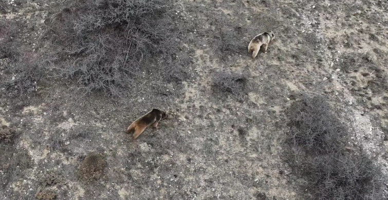Erzincan'da Ayı Saldırısı: 20 Koyun Telef Oldu