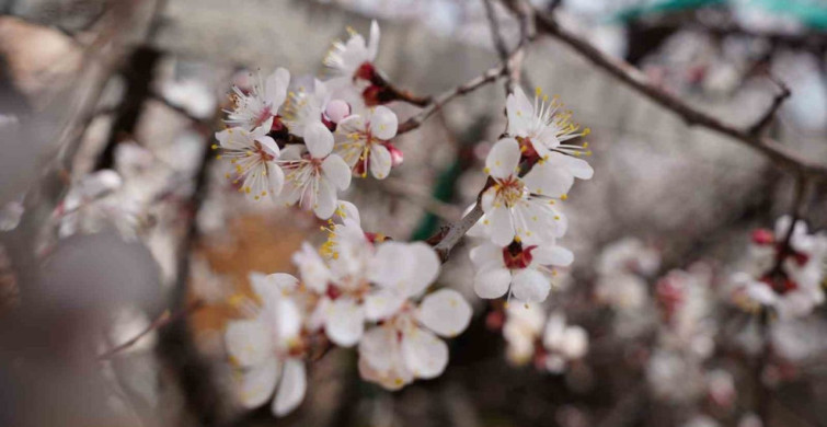 Erzincan'da Bahar Coşkusu: Çiçek Açan Meyve Ağaçları