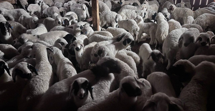 Erzincan'da Bahar Gelenekleri: Koyun-Kuzu Buluşmaları