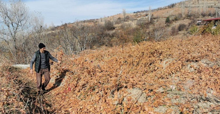 Erzincan'da Bozayılar Üzümleri Yedi